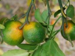 Estabelecimento da lista de pragas de quarentena prioritárias